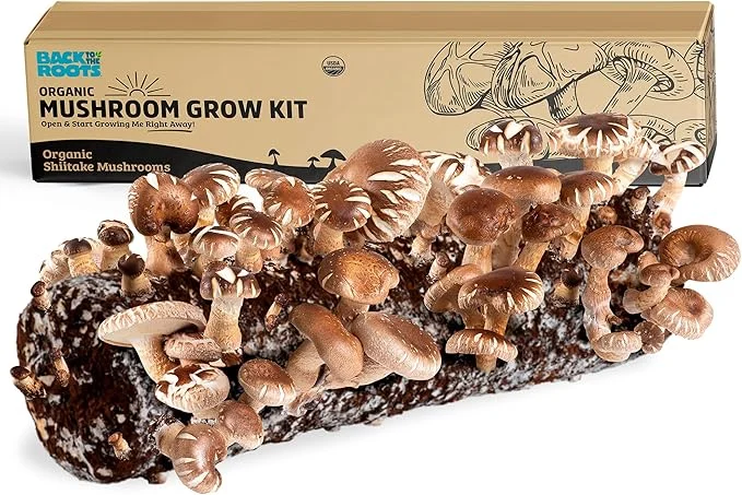 Shiitake Mushroom Kit