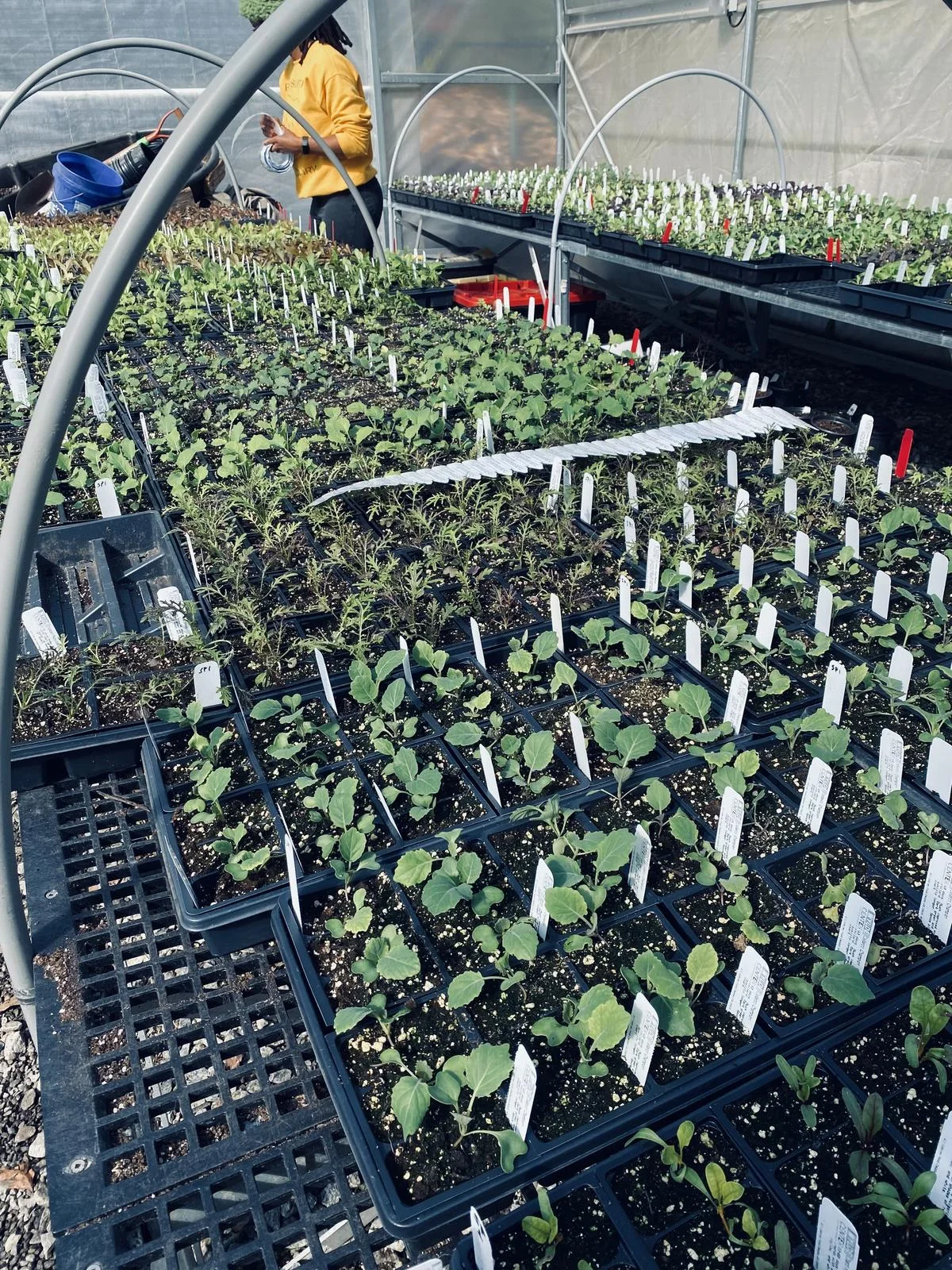 seedlings in a greenhouse in growing zone 8a